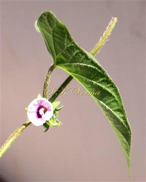  Leaf (Abaxial view)